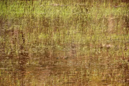 18a-Arrozales-Creciendo13-junio