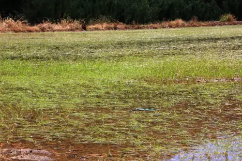 18b-Arrozales-Creciendo13-junio