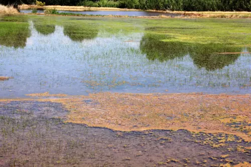 18c-Arrozales-Creciendo13-junio