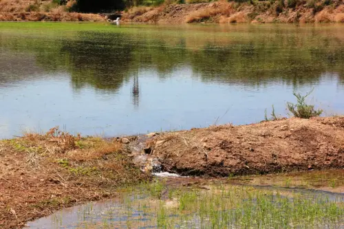 18d-Arrozales-Creciendo13-junio