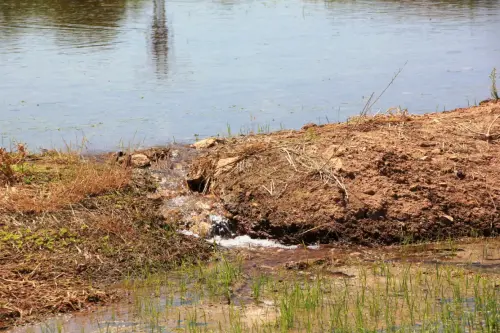 18e-Arrozales-Creciendo13-junio