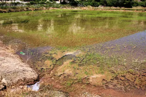 18f-Arrozales-Creciendo13-junio