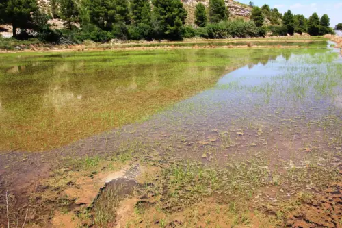 18g-Arrozales-Creciendo13-junio