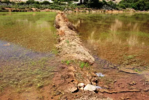 18h-Arrozales-Creciendo13-junio