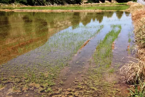 18i-Arrozales-Creciendo13-junio