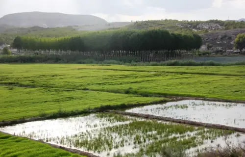 19-Arrozales-Septiembre-en-Las-Minas