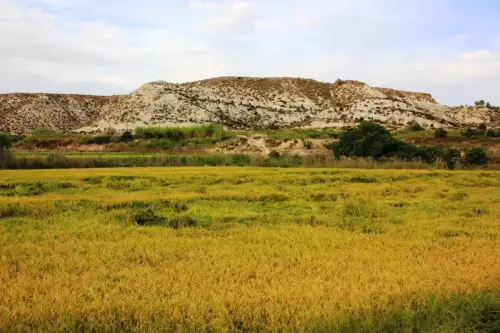 19c-Arrozales-Septiembre-en-Las-Minas