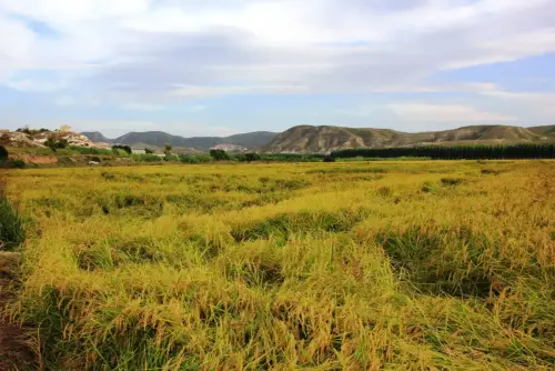 19d-Arrozales-Septiembre-en-Las-Minas