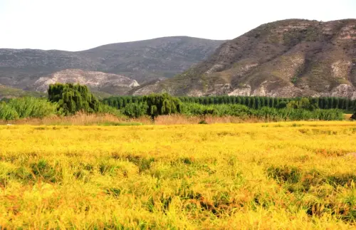 19e-Arrozales-Septiembre-en-Las-Minas