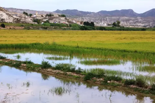 19g-Arrozales-Septiembre-en-Las-Minas