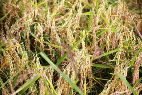 20-Arrozales-maduros-Septiembre-en-Las-Minas