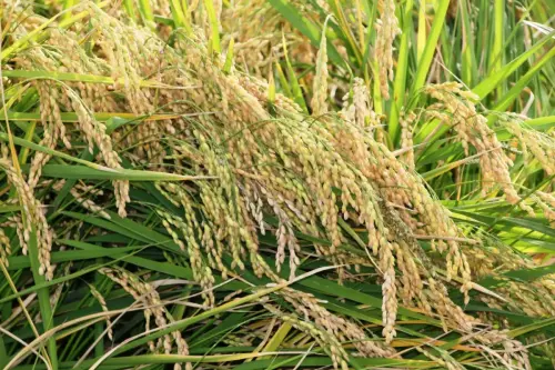 20a-Arrozales-maduros-Septiembre-en-Las-Minas