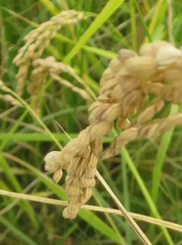 20b-Arrozales-maduros-Septiembre-en-Las-Minas