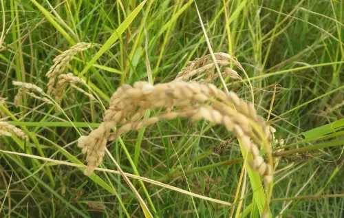 20c-Arrozales-maduros-Septiembre-en-Las-Minas