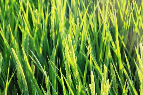 20d-Arrozales-maduros-Septiembre-en-el-rio-Mundo