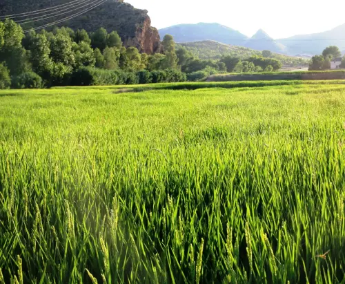 20e-Arrozales-maduros-Septiembre-en-Las-Minas