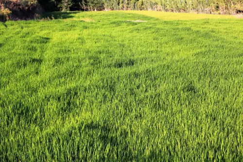 20f-Arrozales-maduros-Septiembre-en-Las-Minas