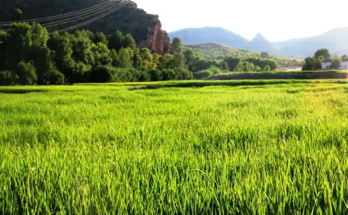 20g-Arrozales-maduros-Septiembre-en-el-rio-Mundo