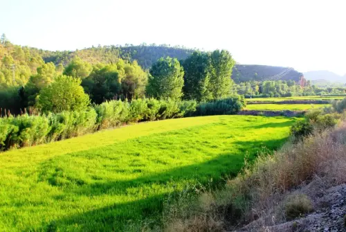 20h-Arrozales-maduros-Septiembre-en-el-rio-Mundo