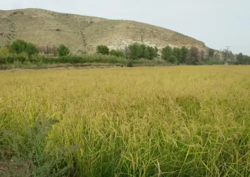 20i-Arrozales-maduros-Septiembre-en-el-rio-Mundo