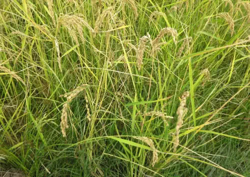 20j-Arrozales-maduros-Septiembre-en-el-rio-Mundo