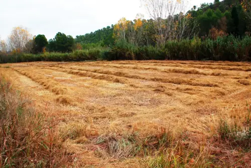 5-Arrozales-Recien-segado-octubre