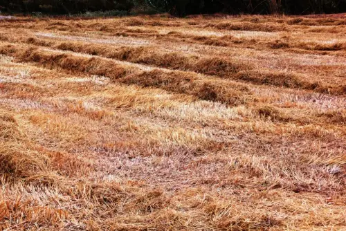 6-Arrozales-Recien-segado-octubre