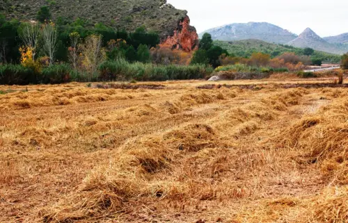 7-Arrozales-Recien-segado-octubre