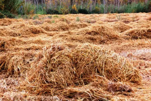 8-Arrozales-Recien-segado-octubre