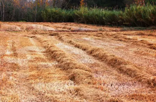 9-Arrozales-Recien-segado-octubre