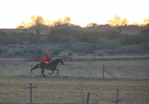 Auto-Reyes-Magos-Vianos22