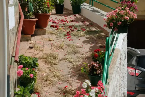 FiestasTradiciones-CorpusAlfombras-Ayna28