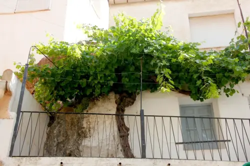 FiestasTradiciones-CorpusAlfombras-Ayna29