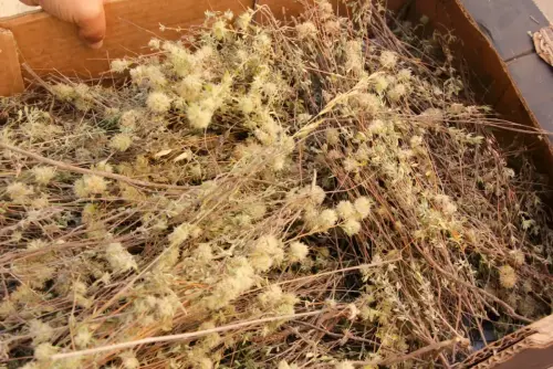 FiestasTradiciones-CorpusAlfombras-Ayna30