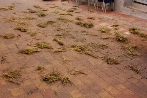 FiestasTradiciones-CorpusAlfombras-Ayna4