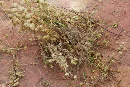 FiestasTradiciones-CorpusAlfombras-Ayna5