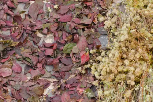 FiestasTradiciones-CorpusAlfombras-Bogarra91