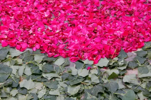 FiestasTradiciones-CorpusAlfombras-Bogarra92