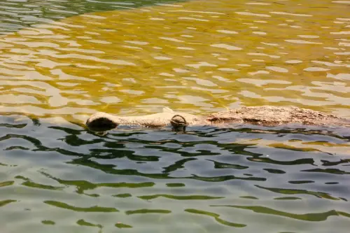 FiestasTradiciones-CorpusAlfombras-Elche-de-la-Sierra192