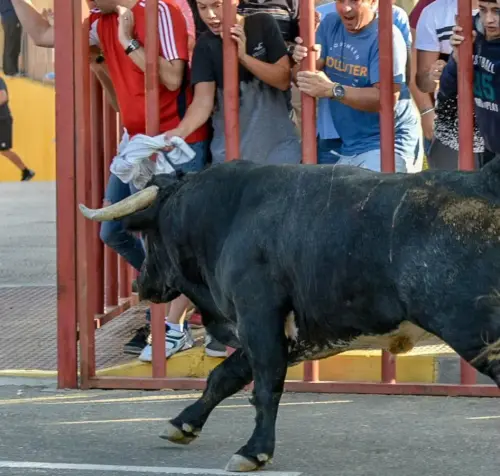 Elche-de-la-Sierra-Encierros12