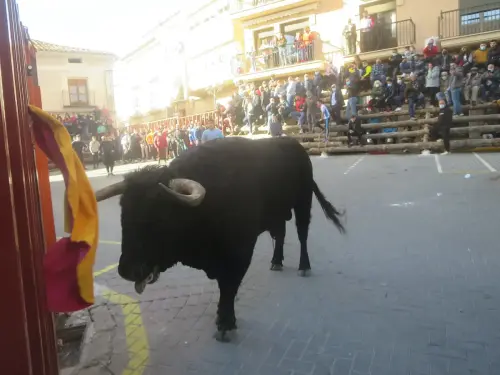 Elche-de-la-Sierra-Encierros22