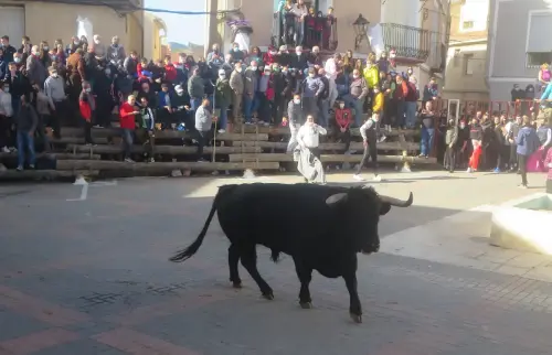 Elche-de-la-Sierra-Encierros31