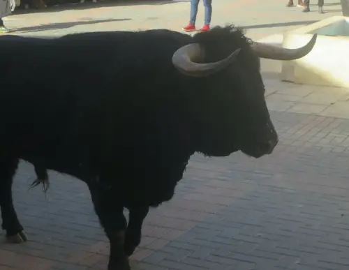 Elche-de-la-Sierra-Encierros36