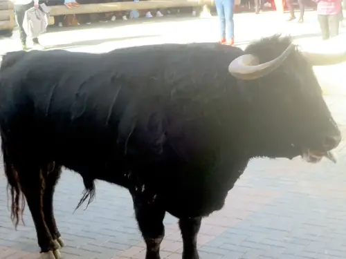 Elche-de-la-Sierra-Encierros37