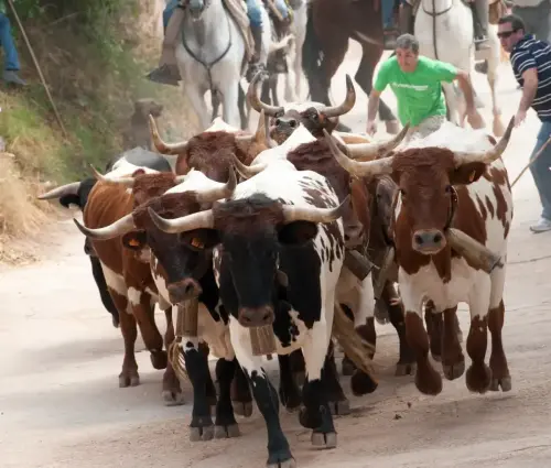 Encierros-La-Vegallera