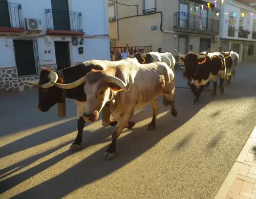 Encierros12