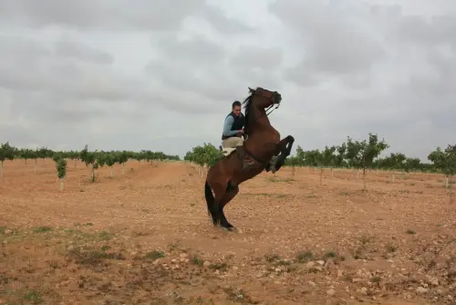 FiestasTradiciones-Romeria-Virgen-Cubas-Jorquera100
