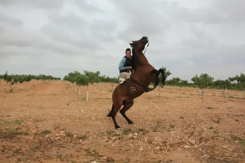 FiestasTradiciones-Romeria-Virgen-Cubas-Jorquera101