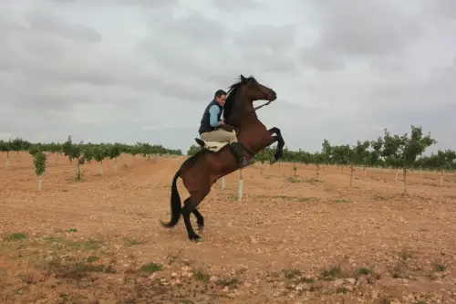 FiestasTradiciones-Romeria-Virgen-Cubas-Jorquera102