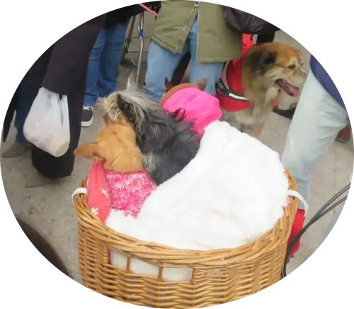 FiestasTradiciones-S.Anton-Albacete23